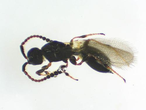 Réf. 298 872 : Trichopria sp.
